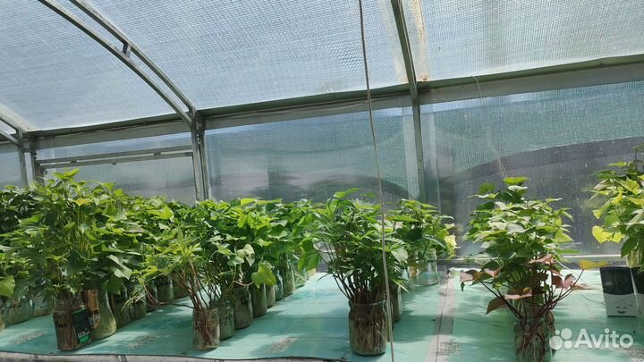 Батат рассада