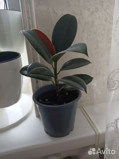 Фикус каучуконосный