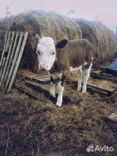 Продам тёлочку