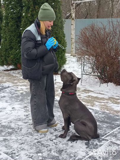 Кинолог Дрессировка Воспитание Коррекция поведения