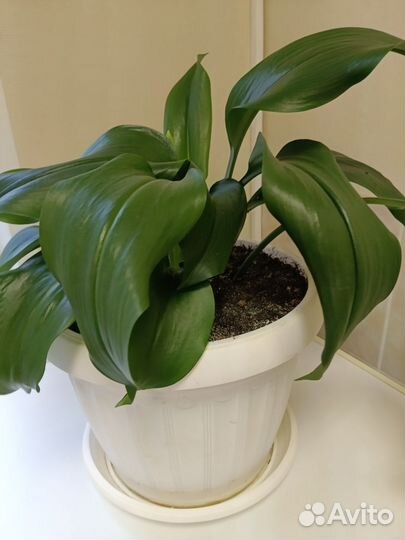 Эухарис амазонская лилия