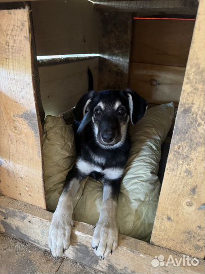 Кира ищет дом