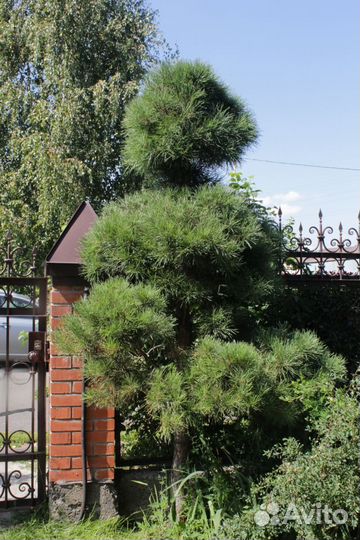 Сосна Обыкновенная