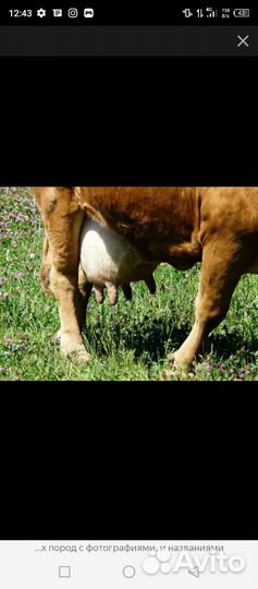 Корова стельная и телка