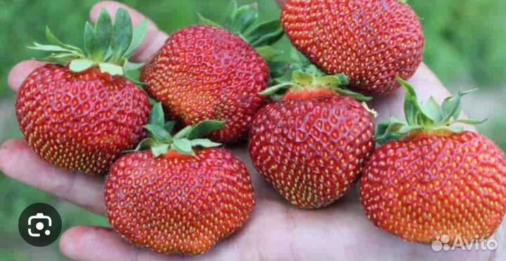 Саженцы клубники Цунаки