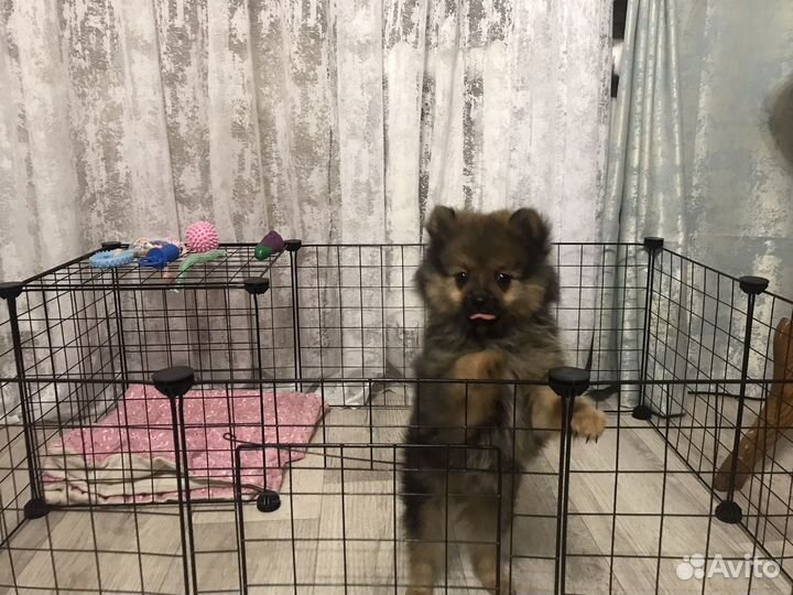 Вольер для маленьких собак