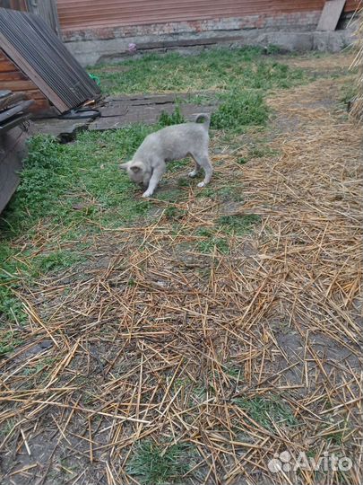 Западно сибирская лайка