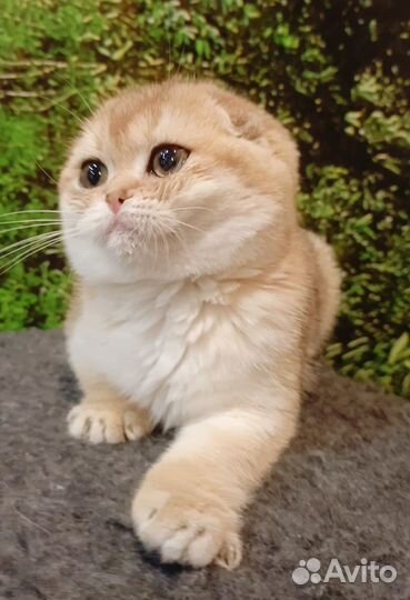 Шотландские вислоухие котята