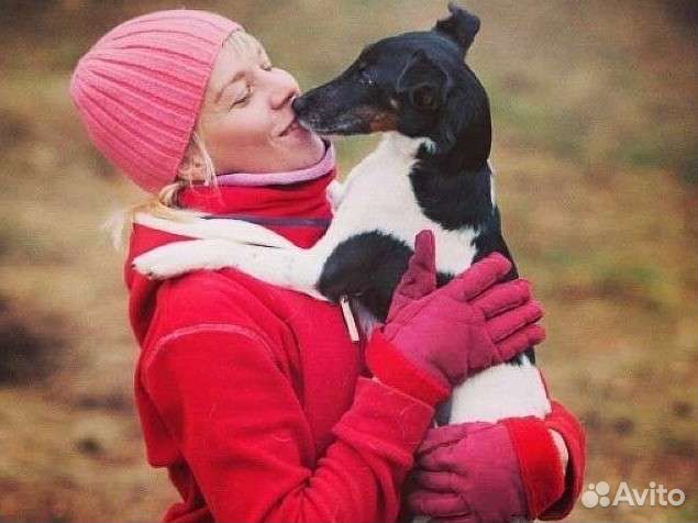 Передержка домашних животных