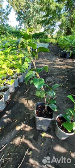 Камелия японская