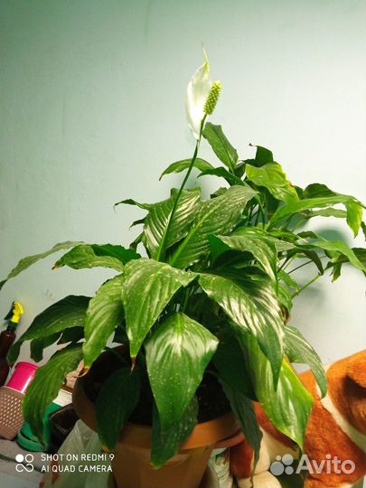 Продам цветы комнатные