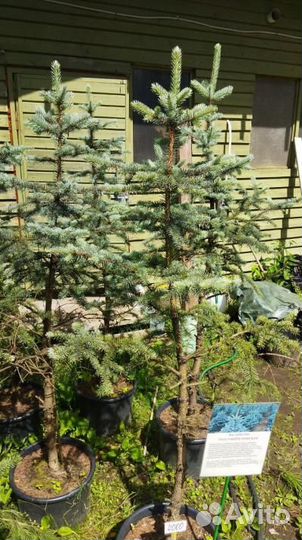 Ель супер блю