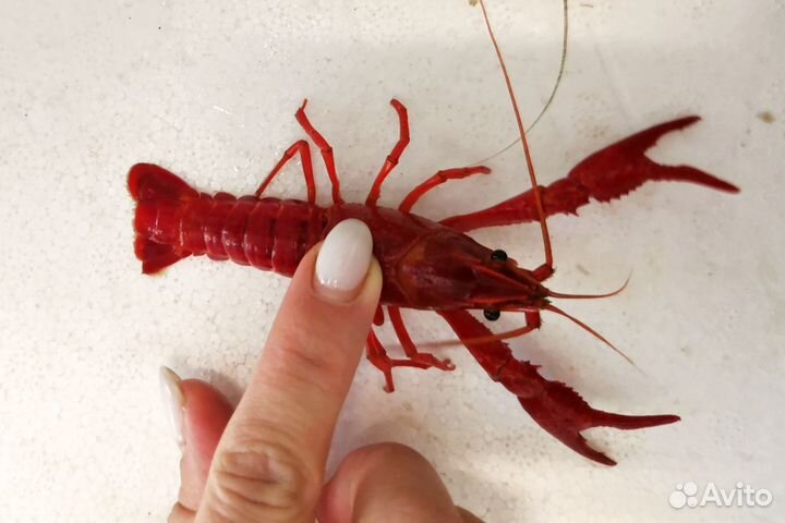 Флоридский рак