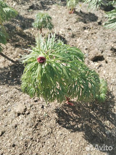 Пион Марьин корень, хвойники разные, взрослые туи