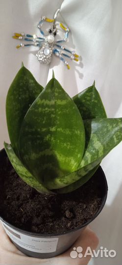 Сансевиерия /коряги