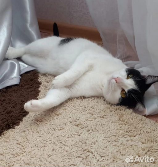 Кошка в добрые руки бесплатно