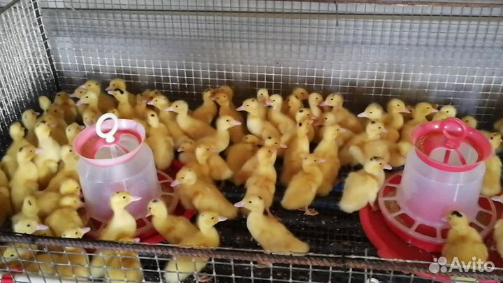 Бройлеры 40 дневные куры молодки несушки