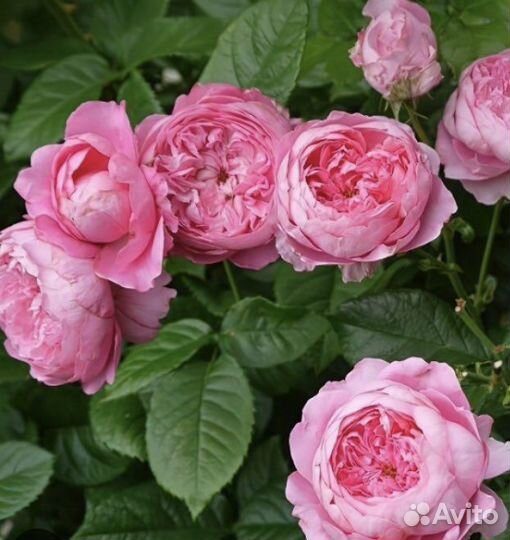 Роза Шанталь Мерье