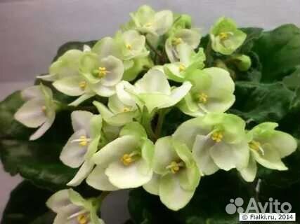 Фиалка сорт Fmeraib Lave