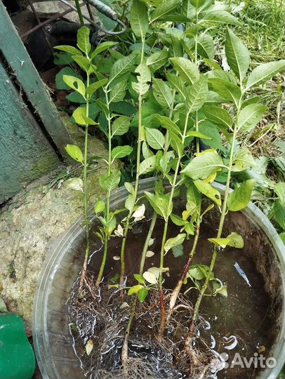 Бересклет европейский