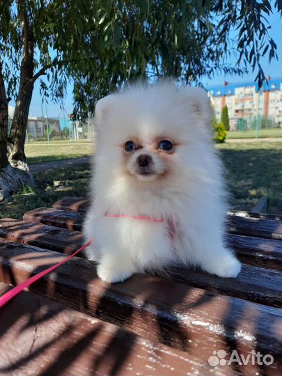 Шпиц кремовый (мини мишки)