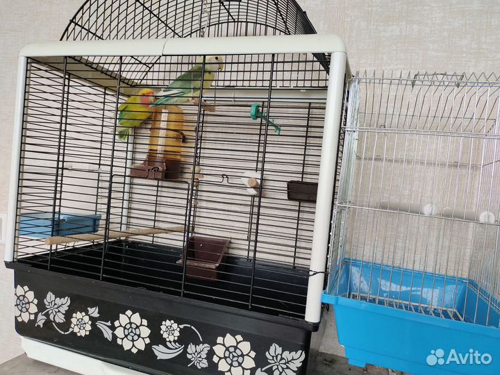 Попугай неразлучники с клеткой