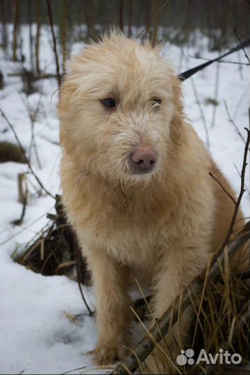 Бобтейл Шпинат ищет семью