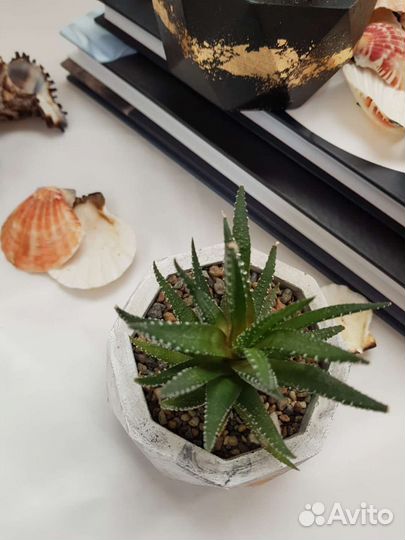 Флорариум суккуленты в гипсовых кашпо