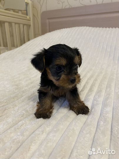 Йоркширский терьер мини
