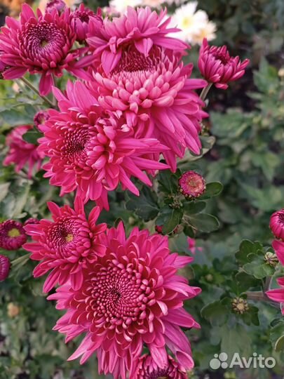 Хризантемы мультифлора, корейские