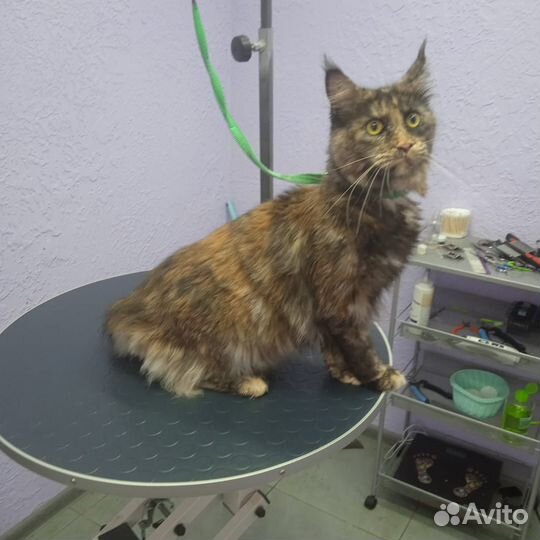 Мейн-кун вязка