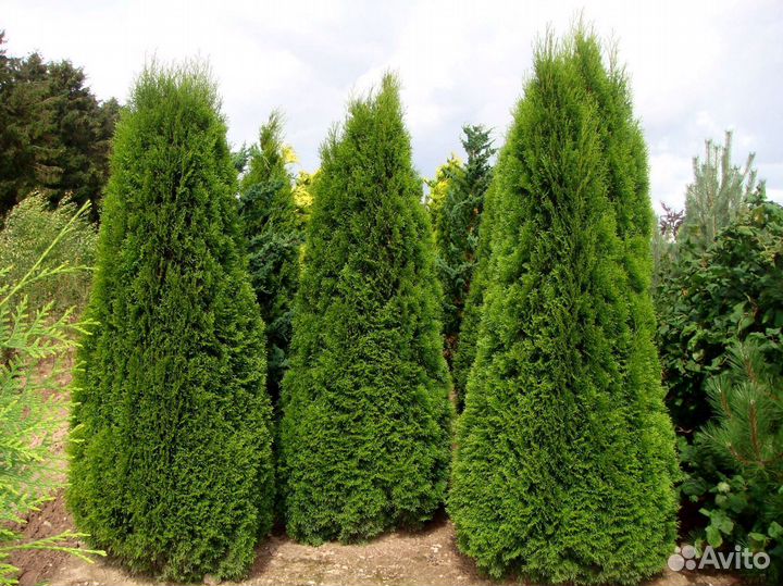 Туи западные