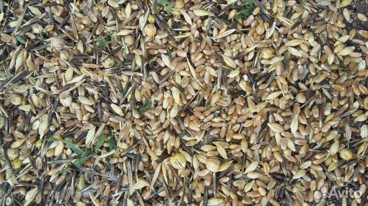 Зерноотходы