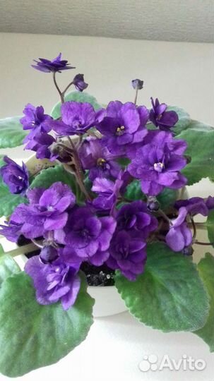 Фиалки разные цветущие Лист укорен. с детками