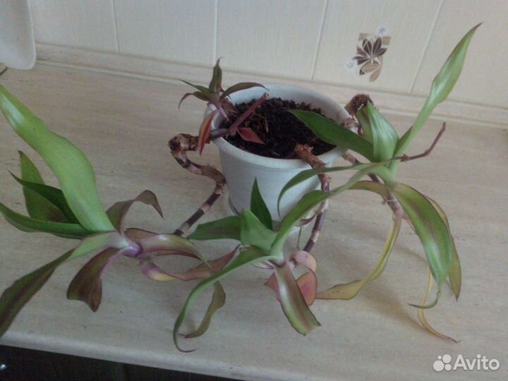 Каллизия душистая или золотой ус