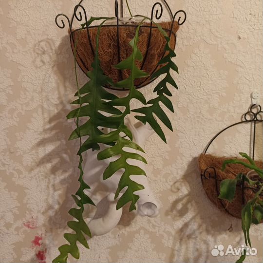 Эпиффилум Маринина, Гватемальский