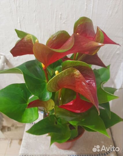 Антуриум красный Динамит Ред
