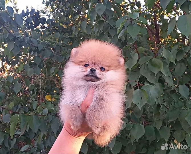Померанский шпиц мини