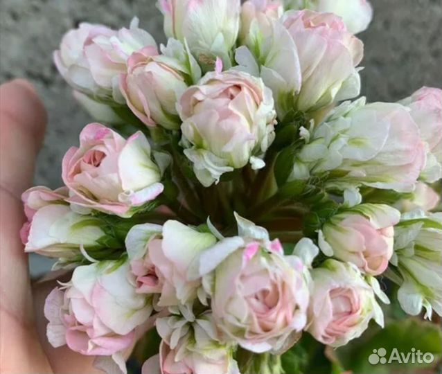 Пеларгония герань сортовая