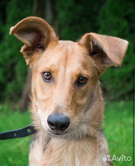 Дружок в дар