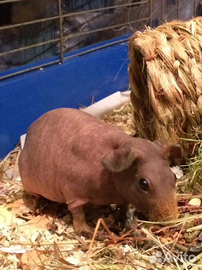 Морская свинка скинни