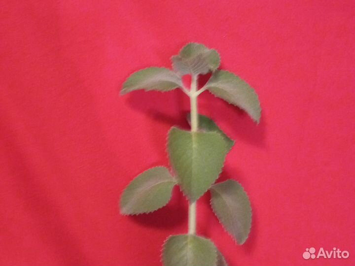 Комнатная мята