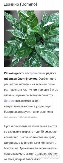 Спатифиллумы, глоксиний