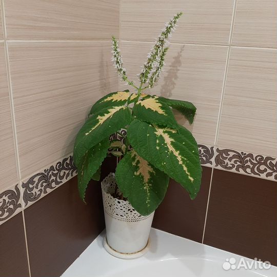 Шикарные колеусы