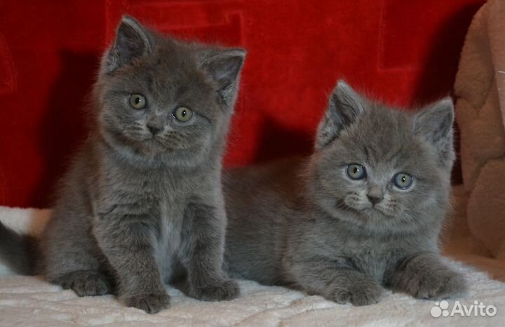 Британцы голубые