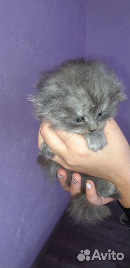 Кошки в добрые руки бесплатно