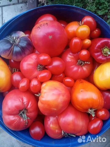 Семена томатов (16 сортов) часть 3