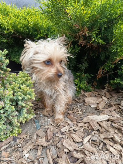 Йорк девочка