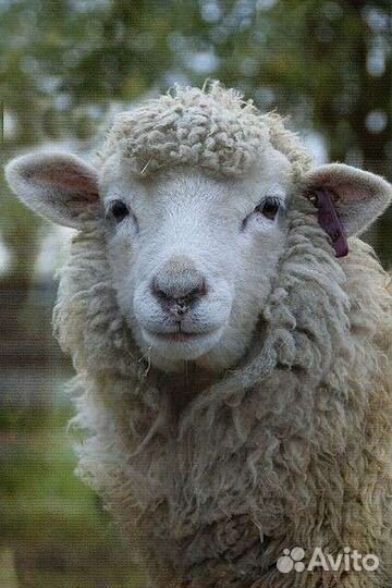 Овцы Бараны Ягнята