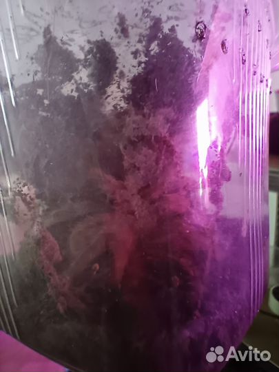 Паук птицеед